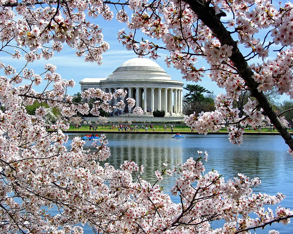 weed, cherry blossom fest, cherry blossoms, cherry blossom festival dc, visit dc, trip to dc, things to do trip to dc, cherry blossom festival 2024, weed, smoker